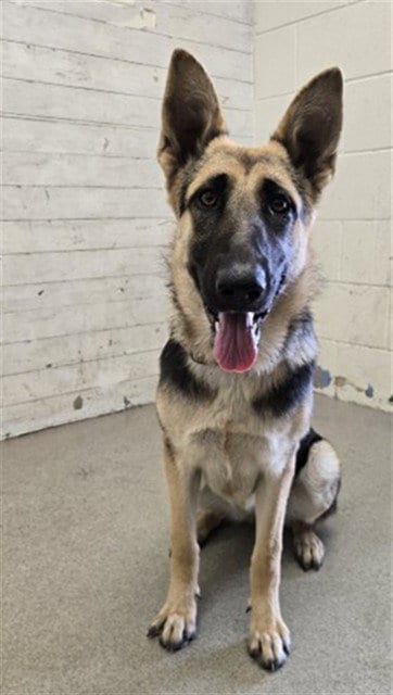 Photo of Linda, adoptable German Shepherd Dog in San Bernardino, California