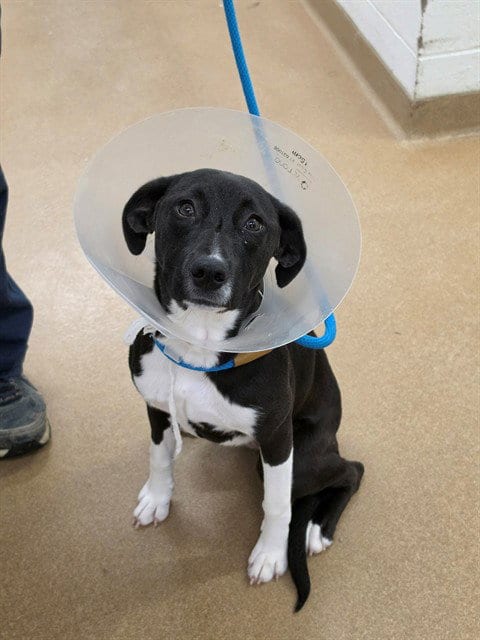 Photo of Tina, adoptable Labrador Retriever in St Peters, Missouri