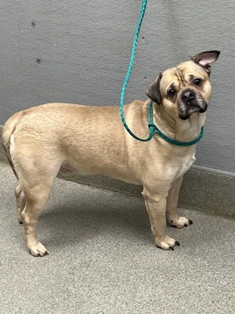 Photo of Pronto, adoptable Pug in Las Vegas, Nevada