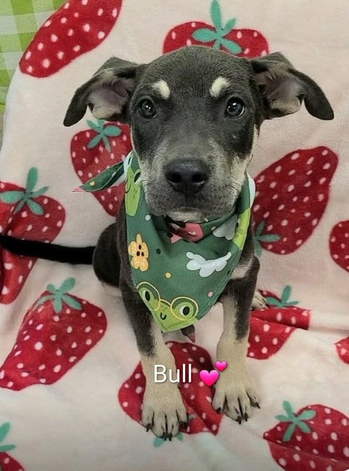 Photo of Bull (NY-Shari), adoptable German Shepherd Dog in SHERBURNE, New York