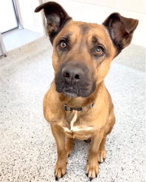 Photo of Bruno, adoptable German Shepherd Dog in Houston, Texas