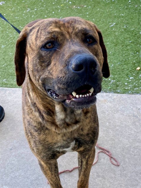 Photo of Gunner, adoptable Mastiff in Fayetteville, North Carolina