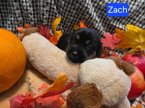 Photo of Puppy Zach, adoptable Dachshund in Los Angeles, California