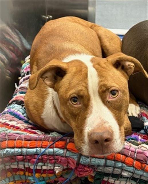 Photo of Nipsi, adoptable Mixed Breed