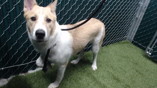 Photo of Samba, adoptable Siberian Husky in Downey, California