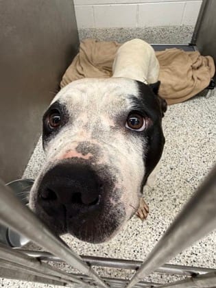 Photo of Buck, adoptable dog in Atlanta, Georgia