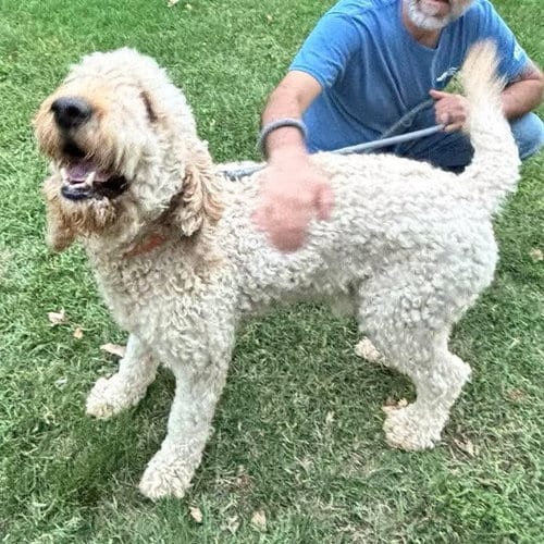 Photo of Teddy: At shelter, adoptable Poodle (Standard) in Rustburg, Virginia