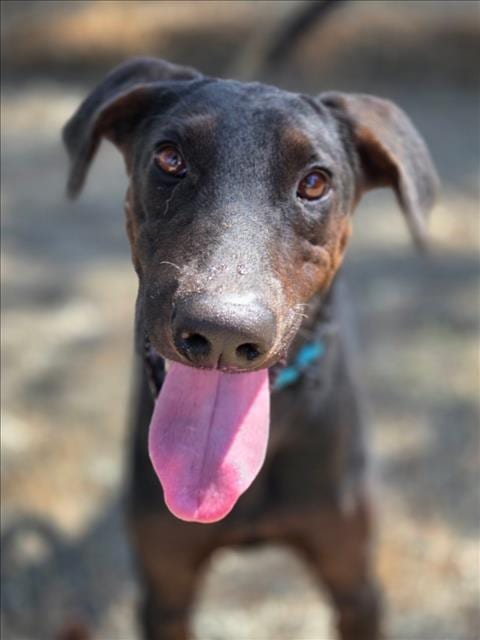 Photo of Ducky, adoptable Doberman Pinscher in Woodland, California
