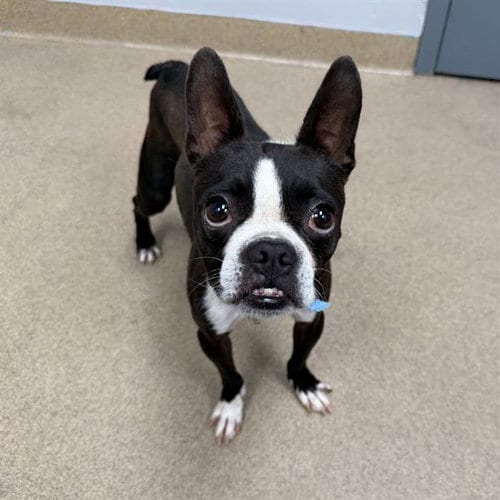 Photo of Pluto, adoptable Boston Terrier in Aurora, Colorado
