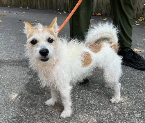 Photo of Monty, adoptable Jack Russell Terrier in Columbia, Tennessee