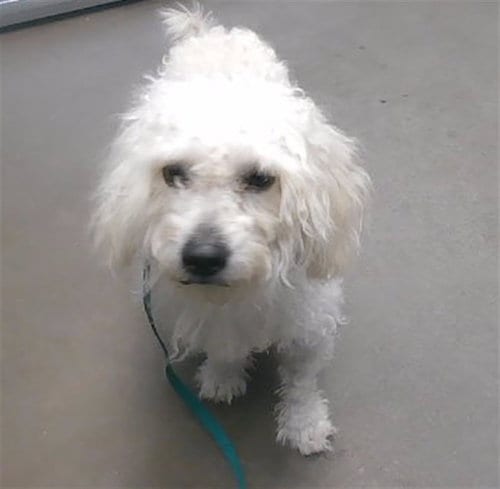 Photo of Hopscotch, adoptable Poodle (Miniature) in Phoenix, Arizona