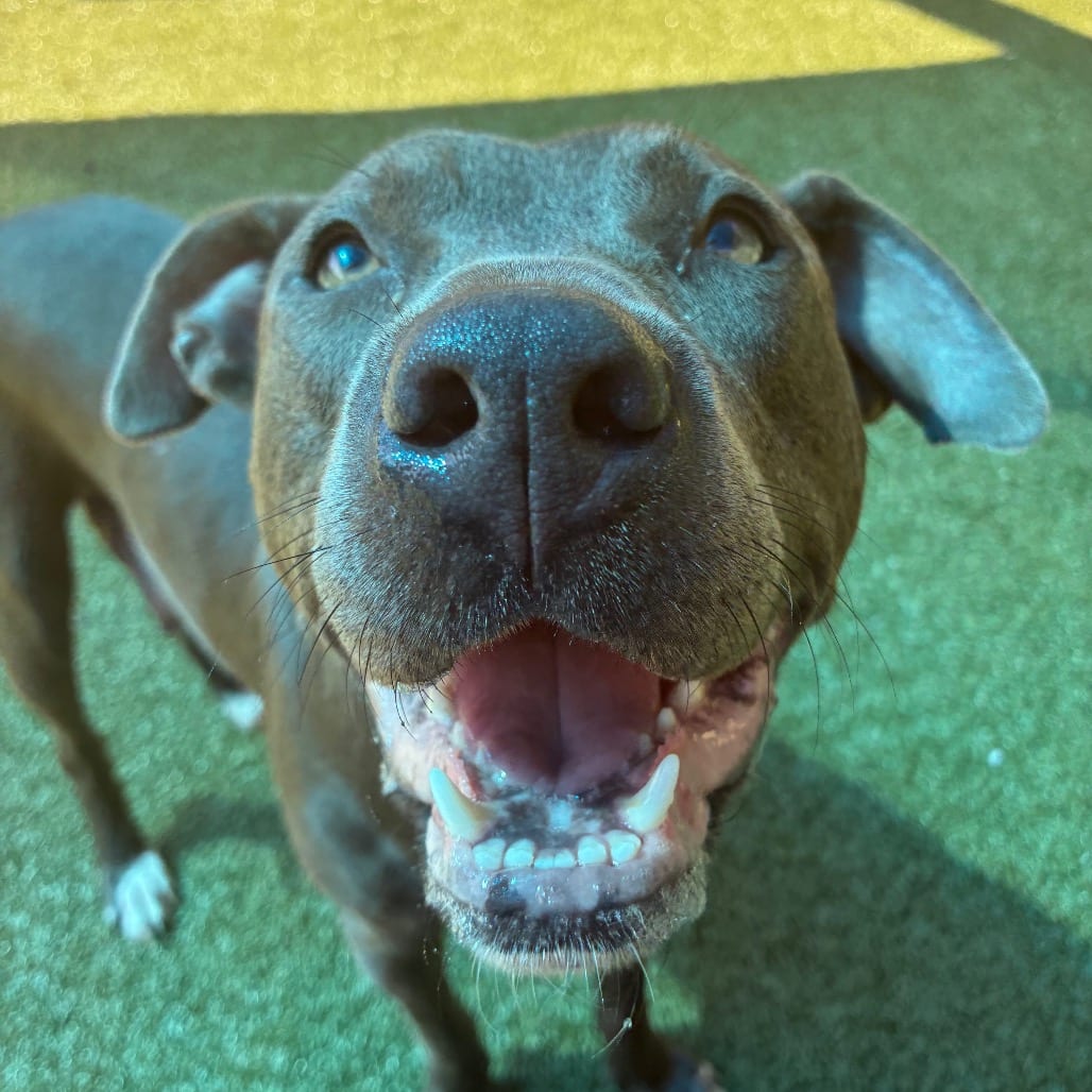 Photo of Philly, adoptable Terrier, Pit Bull in Greensboro, North Carolina