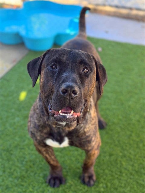 Photo of Espresso, adoptable Presa Canario in Agoura, California