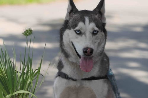 Photo of Delilah, adoptable Siberian Husky in Walnut Creek, California