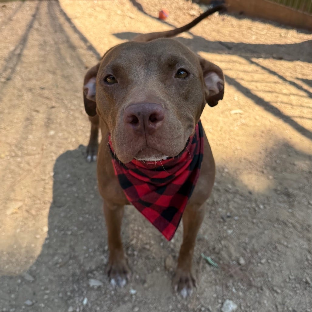 Photo of Opal, adoptable Mixed Breed (Medium) / Retriever, Labrador in Houston, Texas