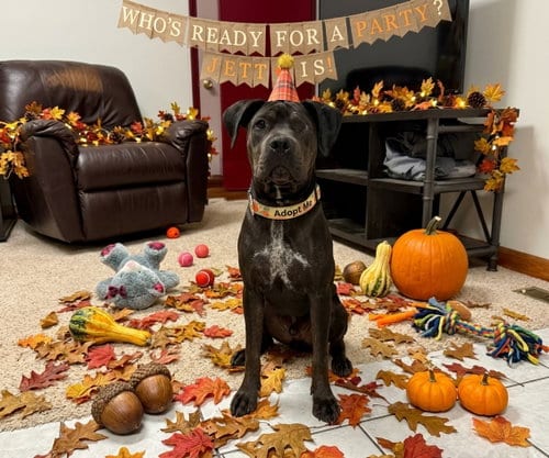 Photo of Jett, adoptable Boxer in Macon, Missouri