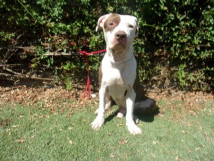 Photo of Trey, adoptable Staffordshire Bull Terrier in Van Nuys, California
