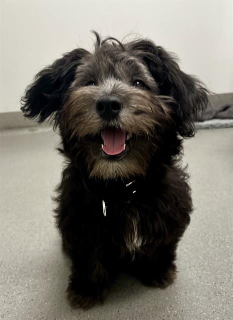 Photo of Boogie, adoptable Poodle (Miniature) in San Francisco, California