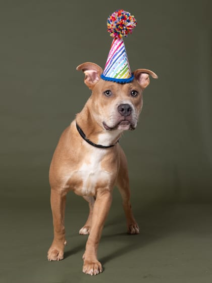 Photo of Franklin, adoptable dog in Atlanta, Georgia