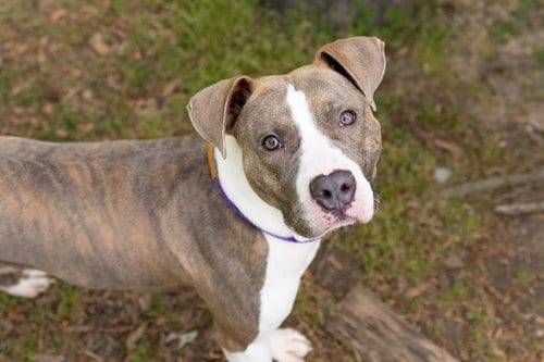 Photo of Ava, adoptable Unknown breed in Durham, North Carolina