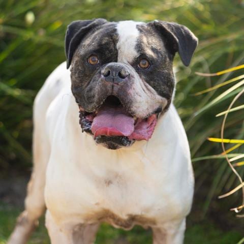 Photo of Niner, adoptable American Bulldog in Camarillo, California