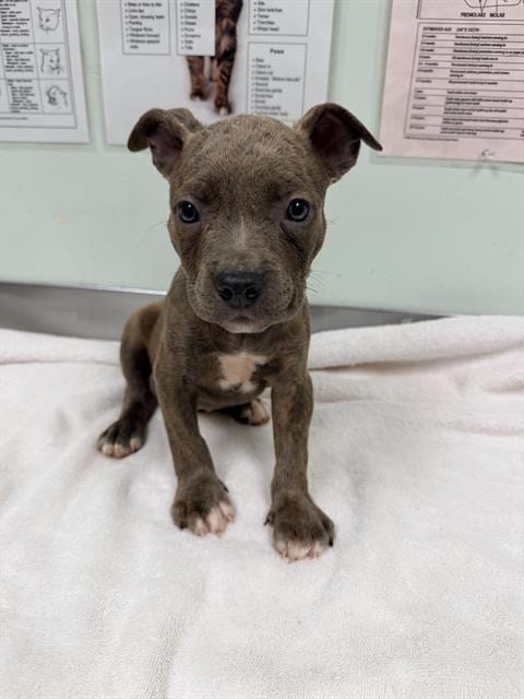 Photo of Mr. Worldwide, adoptable Pit Bull Terrier in Santa Cruz, California