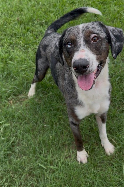Photo of Dolby, adoptable Catahoula Leopard Dog in Conroe, Texas