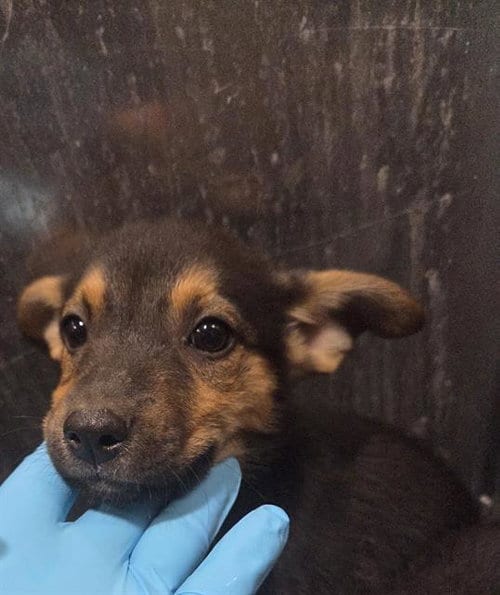 Photo of Mary, adoptable German Shepherd Dog in San Antonio, Texas