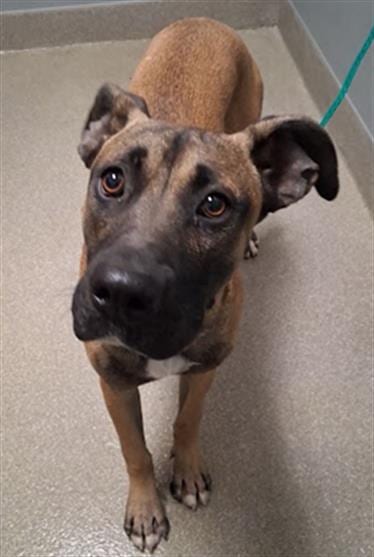 Photo of Bartholomew, adoptable Boxer in Las Vegas, Nevada