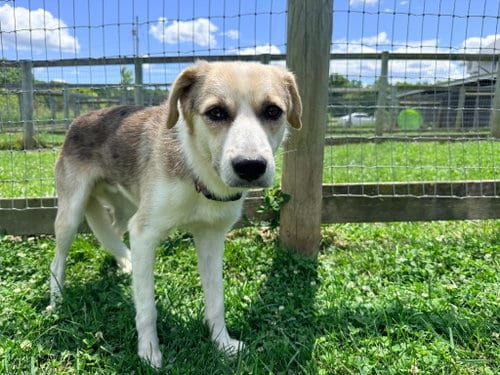 Photo of Arlo, adoptable Shepherd in Hudson, New York