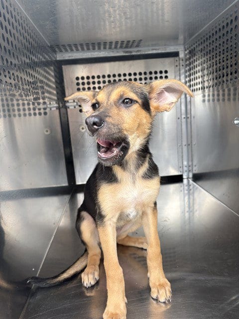 Photo of A480578, adoptable German Shepherd Dog in Oklahoma City, Oklahoma