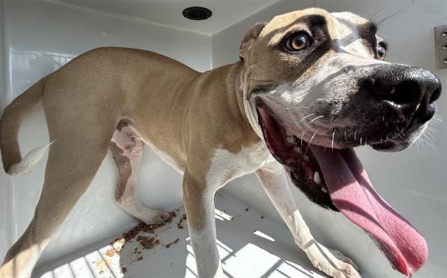 Photo of Danny, adoptable Staffordshire Bull Terrier mix in Houston, Texas