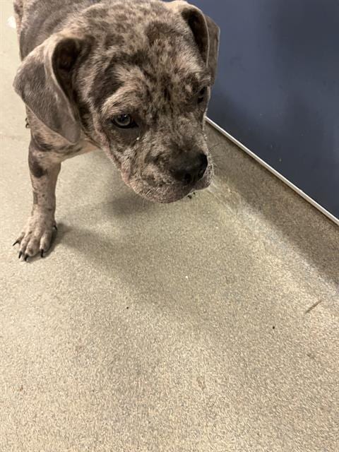 Photo of Spots, adoptable French Bulldog in Miami, Florida