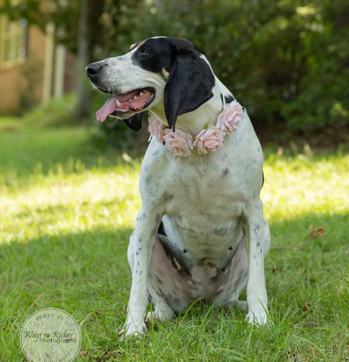 Photo of Daisy Mae, adoptable Treeing Walker Coonhound in Tuscaloosa, Alabama