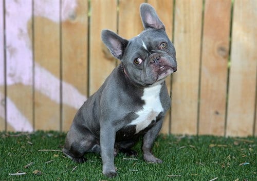 Photo of Toshi, adoptable French Bulldog in West Valley, Utah