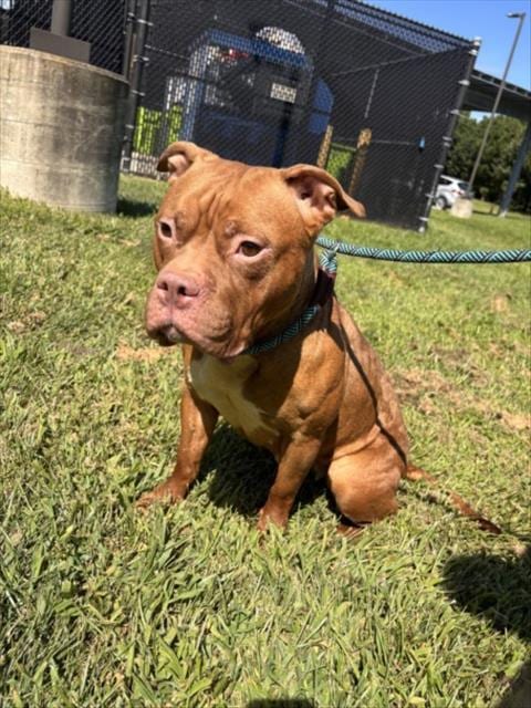 Photo of Shakira, adoptable American Pit Bull Terrier in Derwood, Maryland