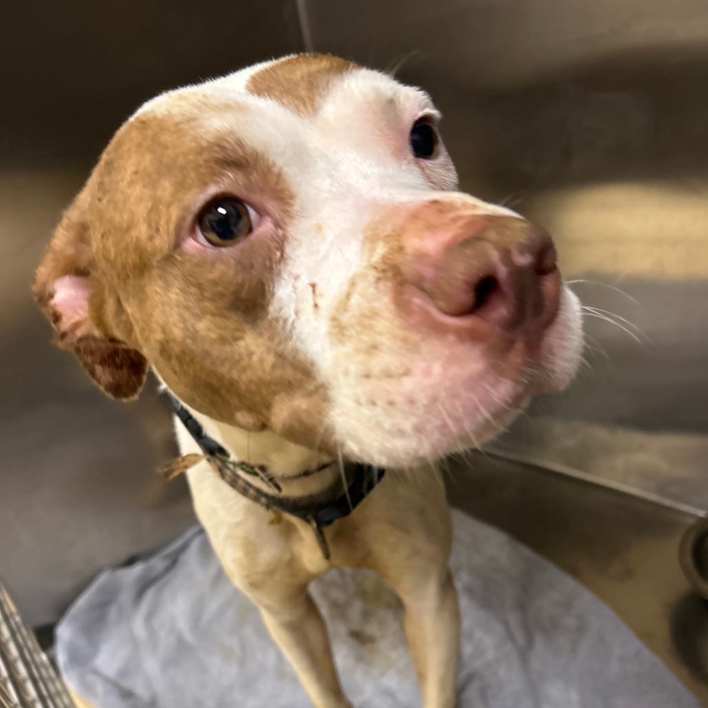 Photo of Udon, adoptable Mixed Breed (Medium) in Winston-Salem, North Carolina