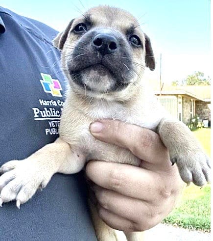 Photo of A661933, adoptable Labrador Retriever in Houston, Texas