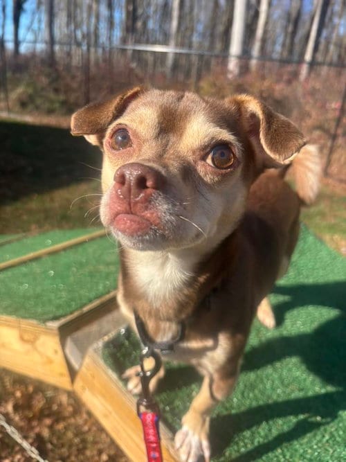 Photo of Chum, adoptable Chihuahua in Wilmington, Delaware