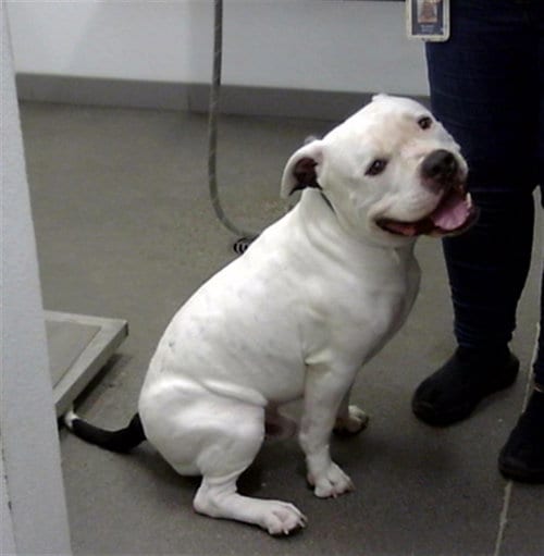 Photo of Mikey, adoptable American Bulldog in Mesa, Arizona