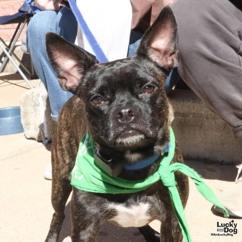 Photo of Manolo, adoptable Boston Terrier in Washington, District of Columbia