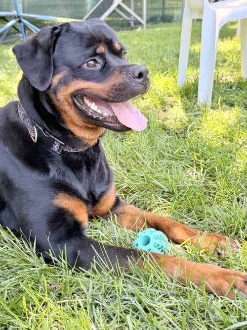 Photo of Fudgie, adoptable Rottweiler in Mooresville, North Carolina