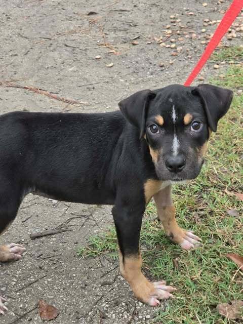 Photo of Jenny, adoptable Pit Bull Terrier in Brewster, New York