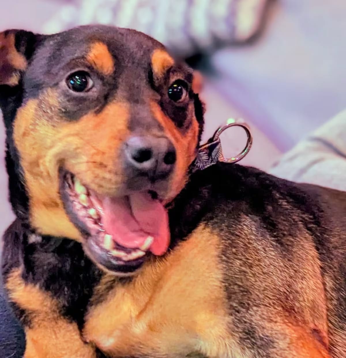 Photo of Nikki, adoptable Miniature Pinscher/Chihuahua in Staten Island, New York