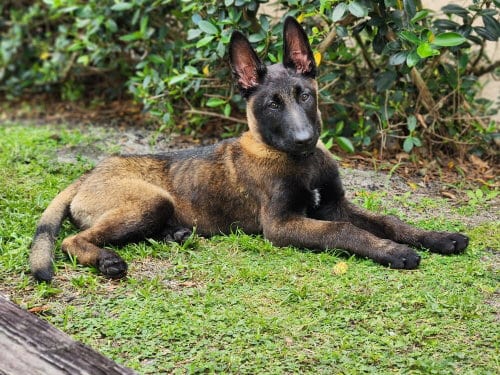 Photo of Omen - Located in FL, adoptable Belgian Shepherd Malinois in Imlay City, Michigan