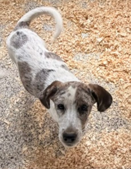 Photo of Heeler Mix Pups Boys, adoptable Cattle Dog in Unionville, Pennsylvania