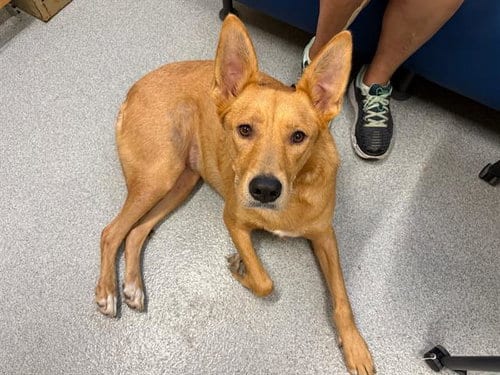 Photo of Amaya, adoptable Labrador Retriever in Orange, California