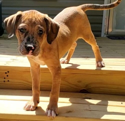Photo of Rooster, adoptable American Pit Bull Terrier in Chester, Virginia