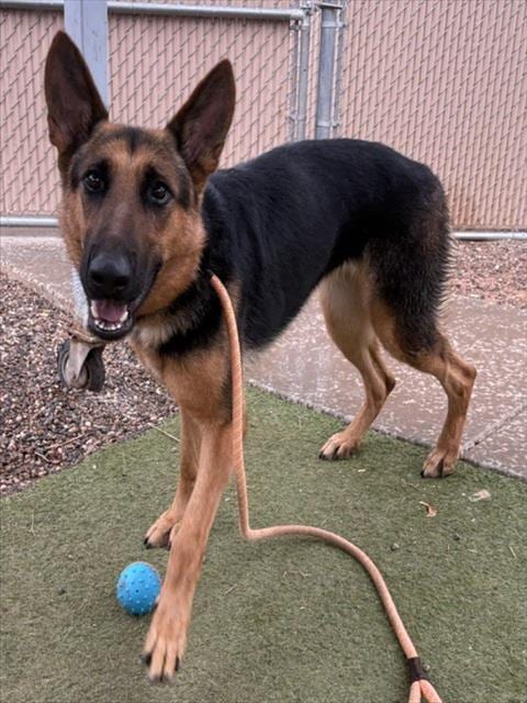 Photo of Maya, adoptable German Shepherd Dog in Phoenix, Arizona