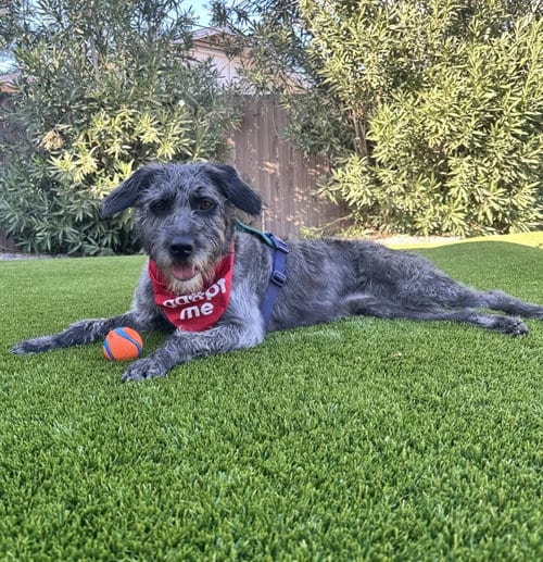 Photo of Tamra, adoptable Labrador Retriever in Phoenix, Arizona